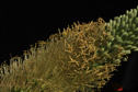 Agave wendtii
